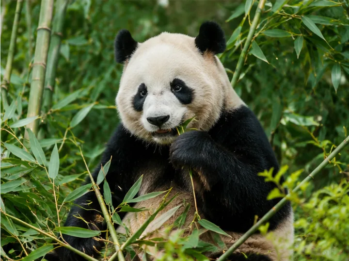 Sichuan Panda and Nature Tour